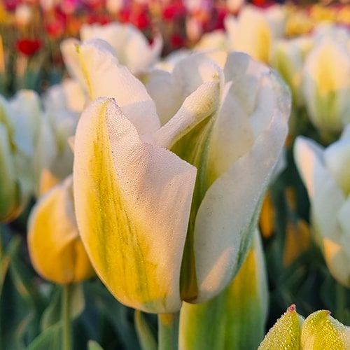 Tulip Green Spirit - encomendar online diretamente da Holanda
