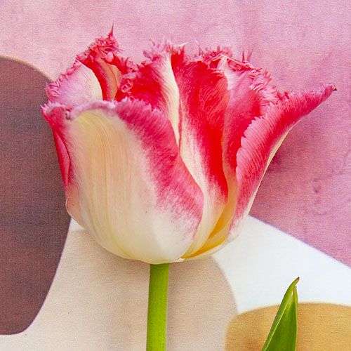 Tulip Huis Ten Bosch - pedido en línea directamente a Holanda