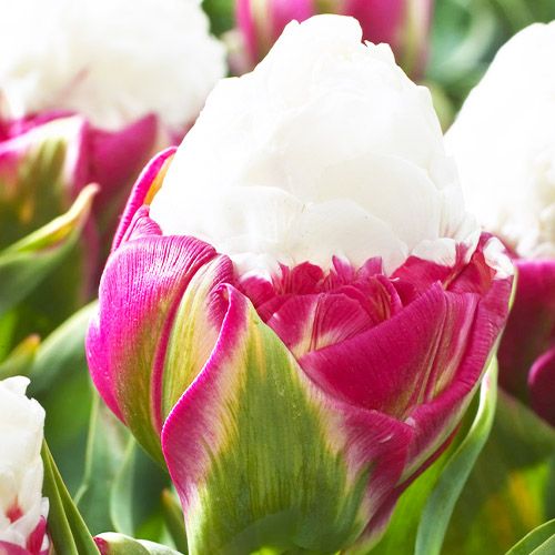 Tulip Ice Cream - order online directly from Holland
