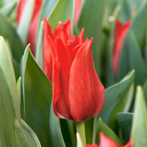Tulip Isaac Chic - order online directly from Holland