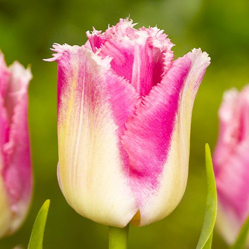 Tulip Izumi - bestil online direkte fra Holland