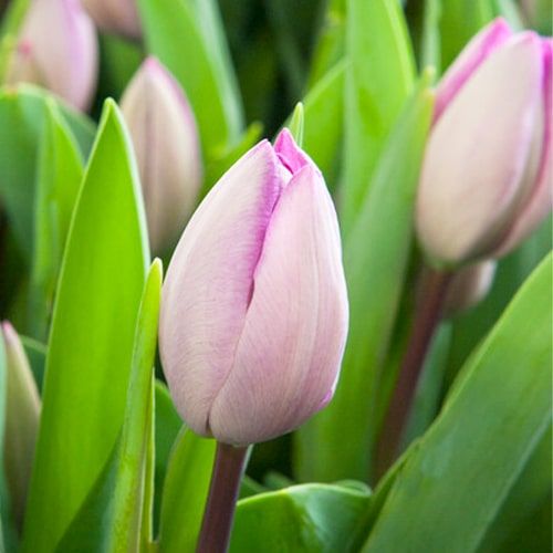 Tulip Jacuzzi - order online directly from Holland