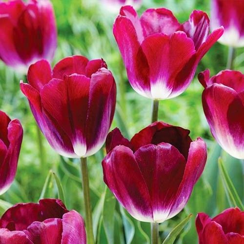 Tulip Kansas Proud - bestil online direkte fra Holland