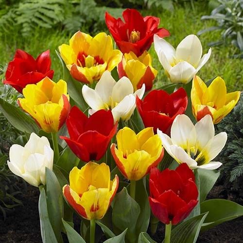 Tulip Kaufmanniana Collection - order online directly from Holland