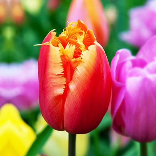 Tulip Lambada - pedido en línea directamente a Holanda