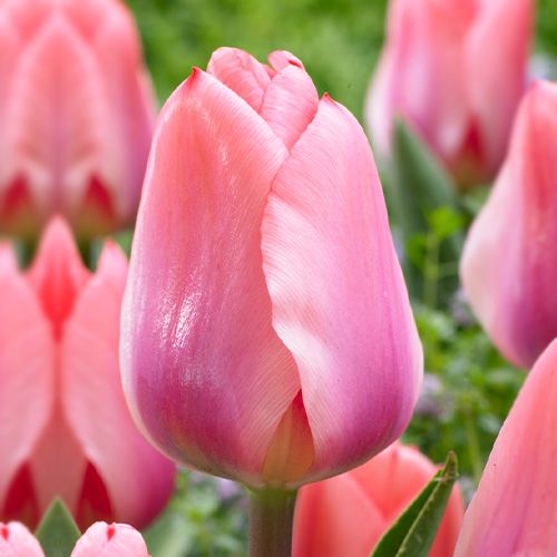 Tulip Light And Dreamy - pedido en línea directamente a Holanda