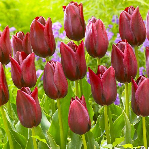 Tulip National Velvet - bestil online direkte fra Holland