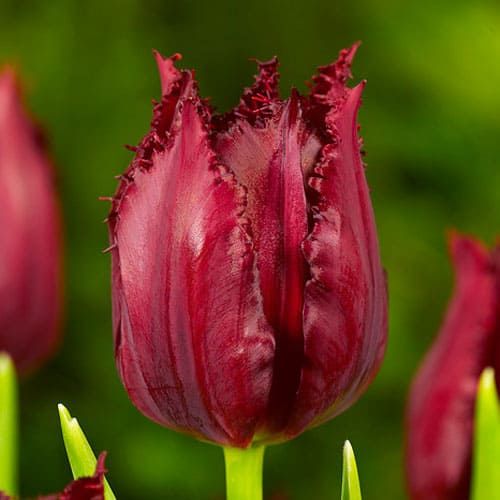 Tulip Pacific Pearl - pedido en línea directamente a Holanda