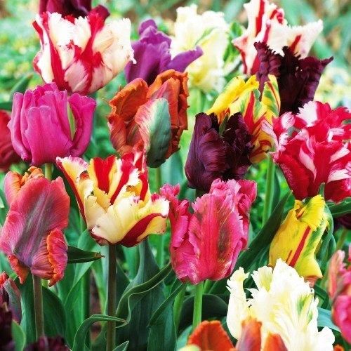 Tulip Parrot Mix