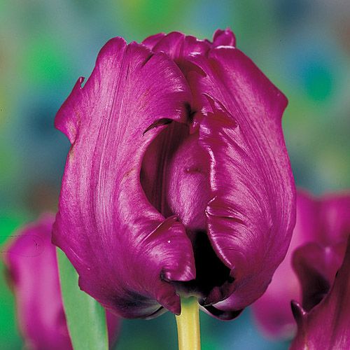 Tulip Parrot Prince - bestil online direkte fra Holland