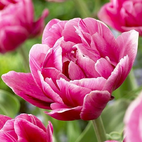 Tulipe Pink Cameo - commander en ligne directement depuis la Hollande