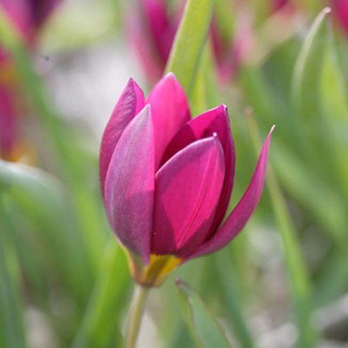 Tulip Humilis Pulchella Lilliput