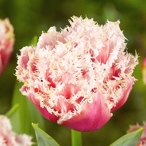 Tulip Queensland - zamów online bezpośrednio z Holandii