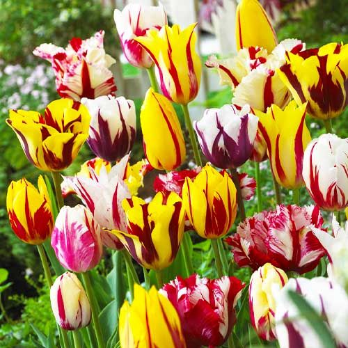Tulip Rembrandt Collection - order online directly from Holland