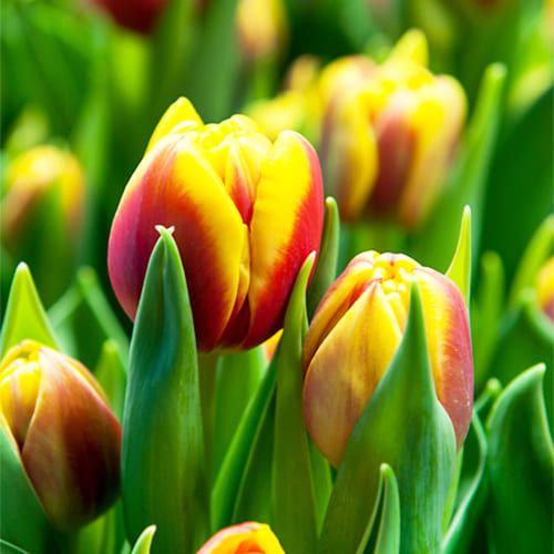Tulip Shell - order online directly from Holland