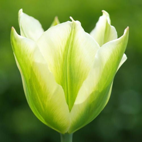 Tulip Spring Green - order online directly from Holland