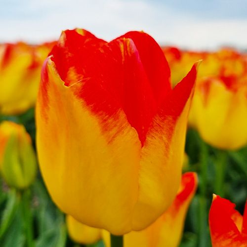 Tulip Suncatcher - bestil online direkte fra Holland