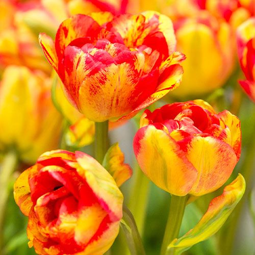 Tulip Sundowner - order online directly from Holland