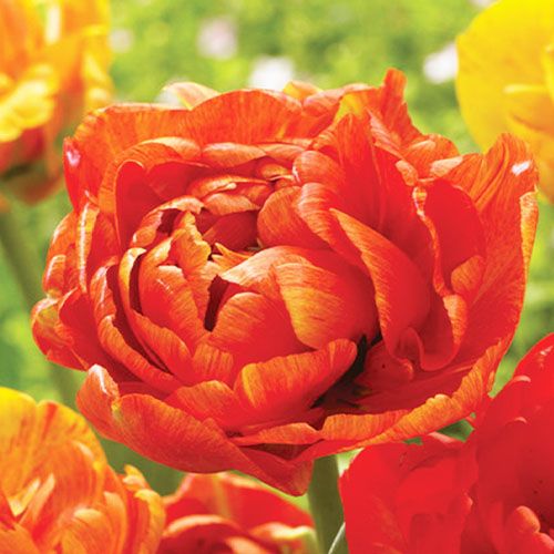 Tulip Sunlover - ordinare online direttamente dall'Olanda