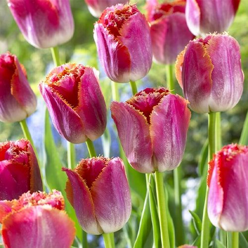 Tulip Sunset Miami - order online directly from Holland