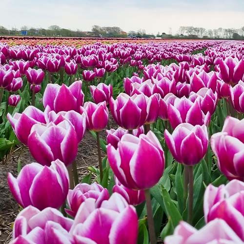 Tulip Synaeda Blue - bestil online direkte fra Holland