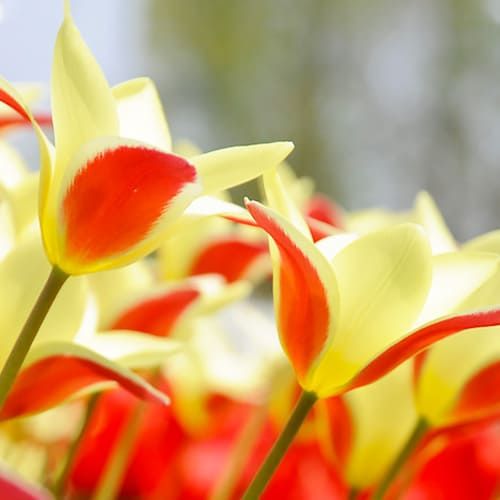 Tulip Taco - pedido en línea directamente a Holanda
