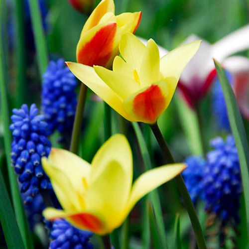 Tulip Tinka - zamów online bezpośrednio z Holandii