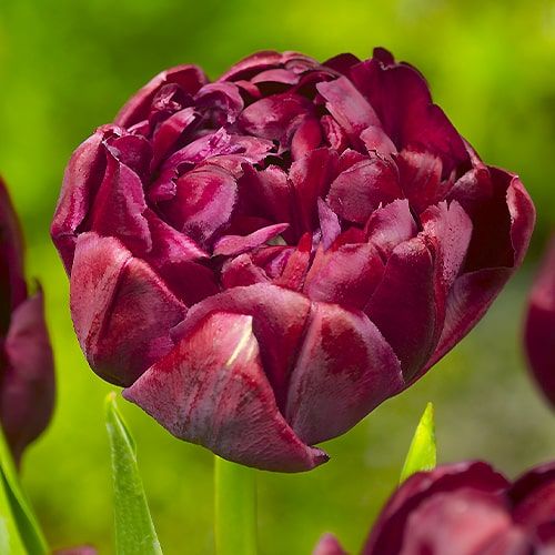 Tulip Uncle Tom - ordinare online direttamente dall'Olanda