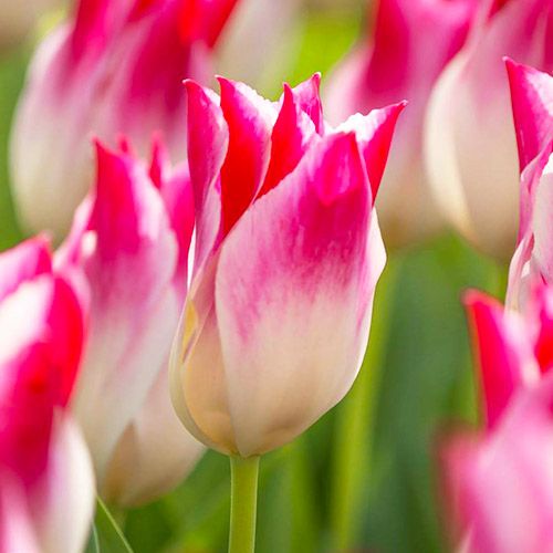 Tulipe Whispering Dream - commander en ligne directement depuis la Hollande