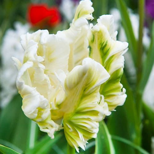 Tulip White Parrot - order online directly from Holland