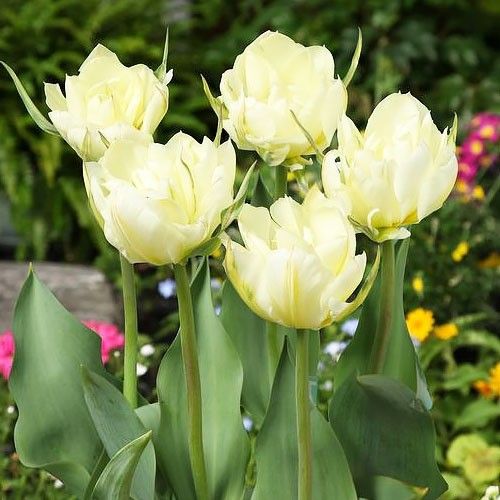 Tulip White Valley - order online directly from Holland