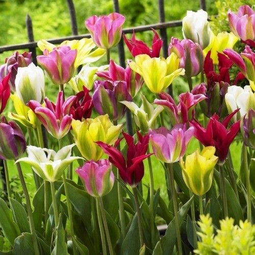Tulips Viridiflora Mix