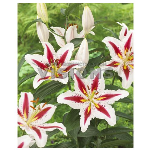 Lily (Lilium) Big Smile - order online directly from Holland