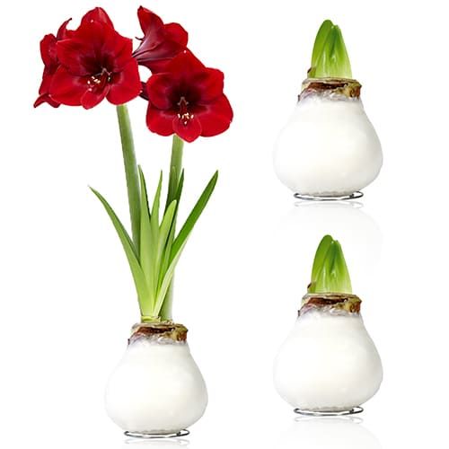 White Wax (2 pieces) Amaryllis Bulb in Wax collection