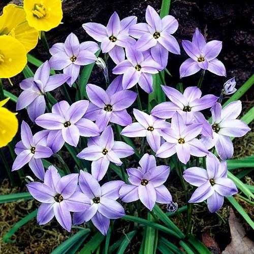 Ipheion Wisley Blue - order online directly from Holland