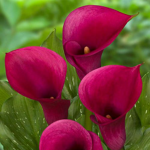 Calla Bulbs (Bulbs, Seeds) for sale online directly from Holland