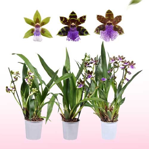 Zygopetalum Orchid Collection (2 spikes)