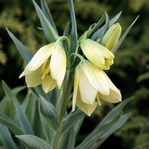 Fritillaria Pallidiflora - for Sale Fritillaria Pallidiflora