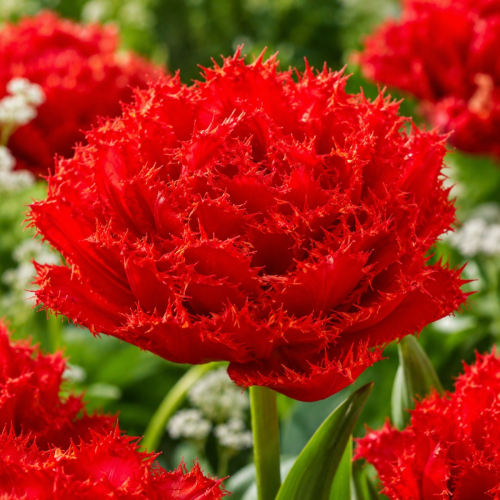 Tulipan Mi Amor