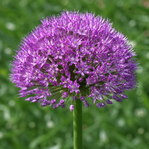 Allium Akita - for Sale Allium Akita