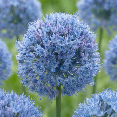 Allium Сaeruleum