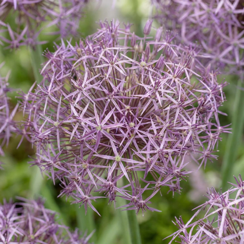 Allium Christophii - for Sale Allium Christophii