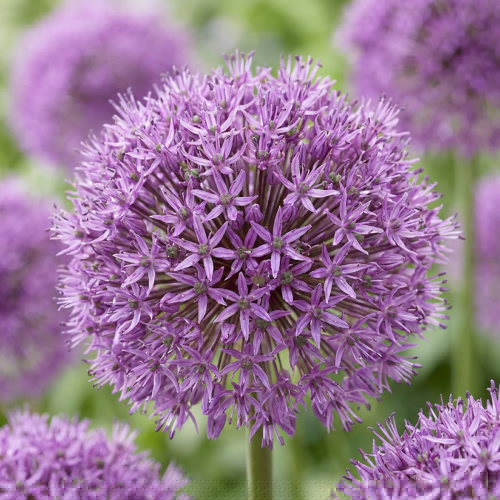 Allium Dutch Man - for Sale Allium Dutch Man