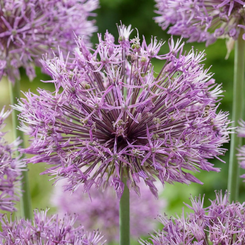Allium Early Emperor - for Sale Allium Early Emperor