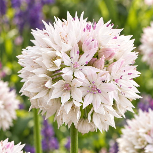 Allium Graceful Beauty - for Sale Allium Graceful Beauty