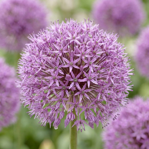 Allium Pinball Wizard - for Sale Allium Pinball Wizard