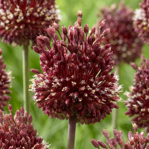 Allium Red Mohican