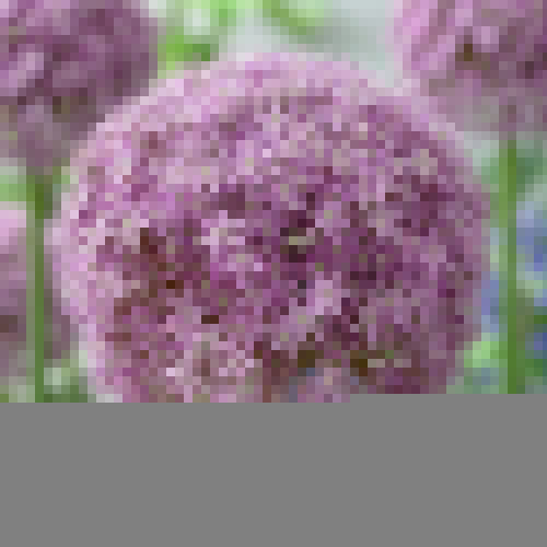 Allium Round and Purple - for Sale Allium Round and Purple