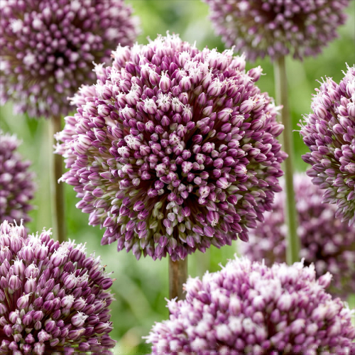 Allium Summer Drummer - for Sale Allium Summer Drummer