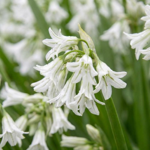 Allium Triquetrum - for Sale Allium Triquetrum